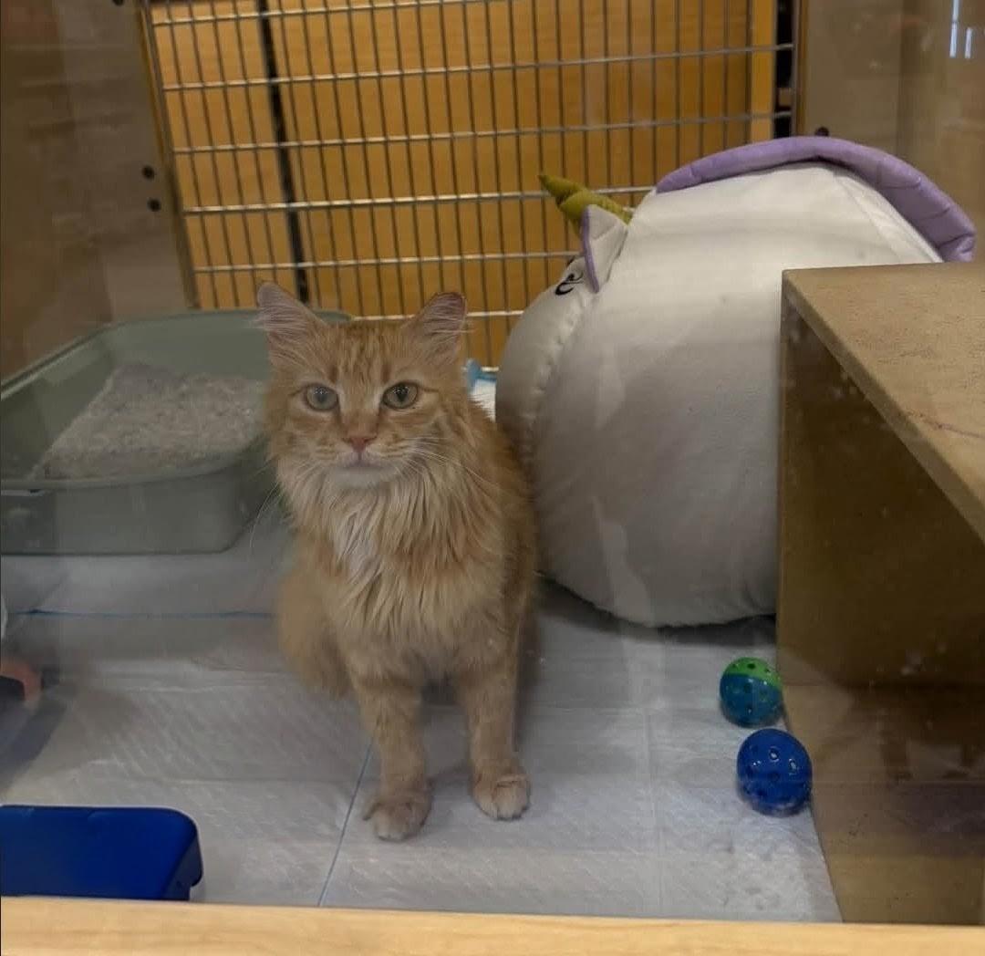 Enlarge Lexi, a Adoptable Domestic Medium Hair in Reno, NV image 2/2