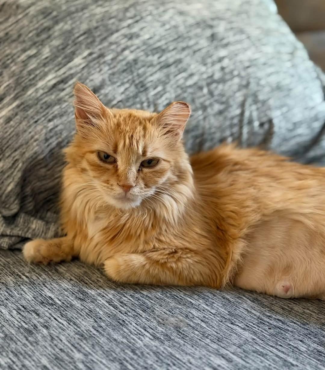 Lexi, Adoptable, Adult Female Domestic Medium Hair.