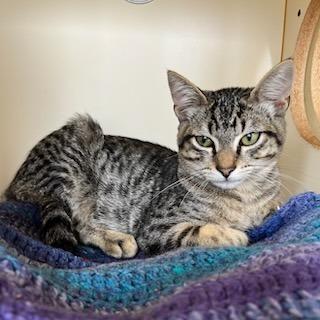 Mojojojo, Adoptable, Kitten Male Domestic Short Hair.