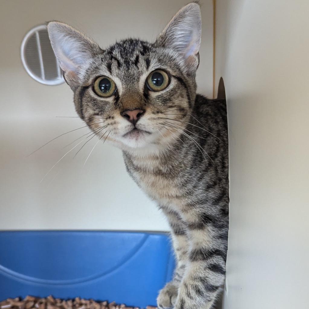 Enlarge Mojojojo, a Adoptable mixed breed in Aberdeen, WA image 2/3