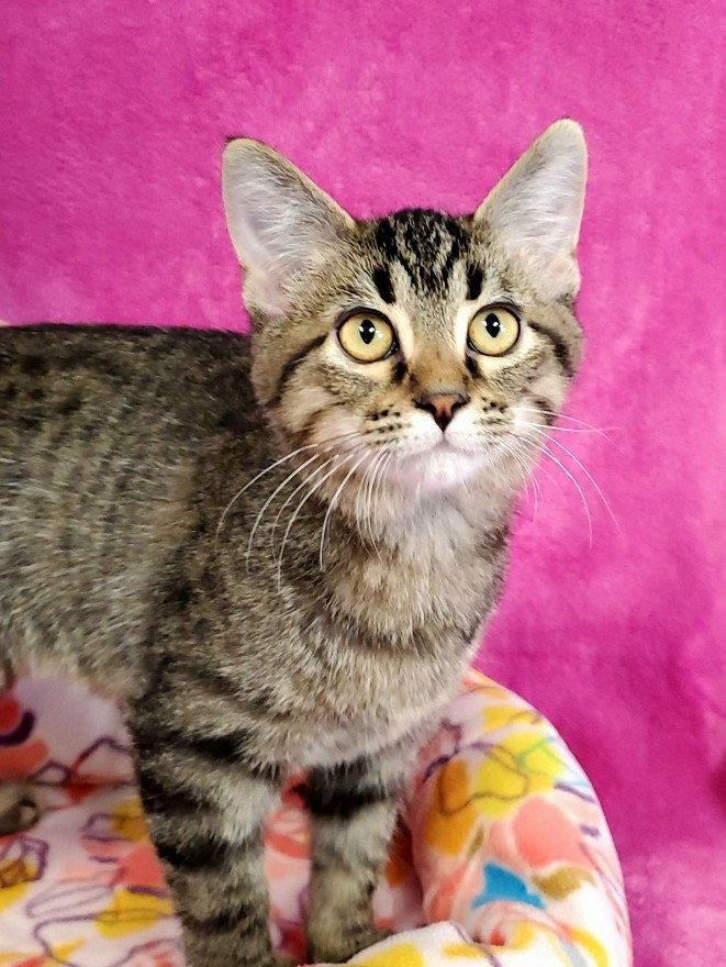 Stripes, Adoptable, Young Male Domestic Short Hair.