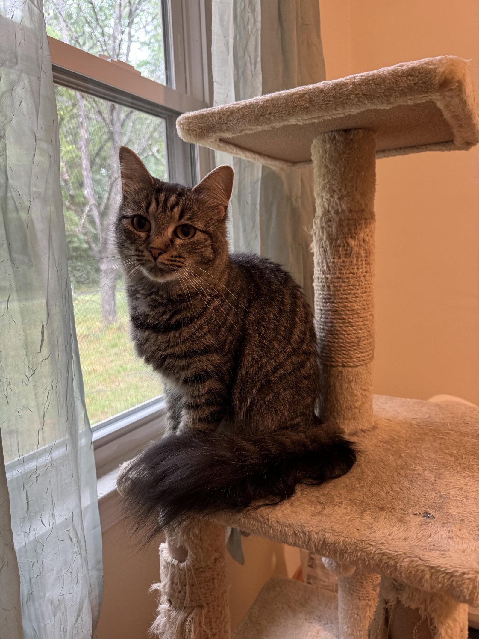Enlarge Riley, a Adoptable Domestic Medium Hair in King George, VA image 1/1