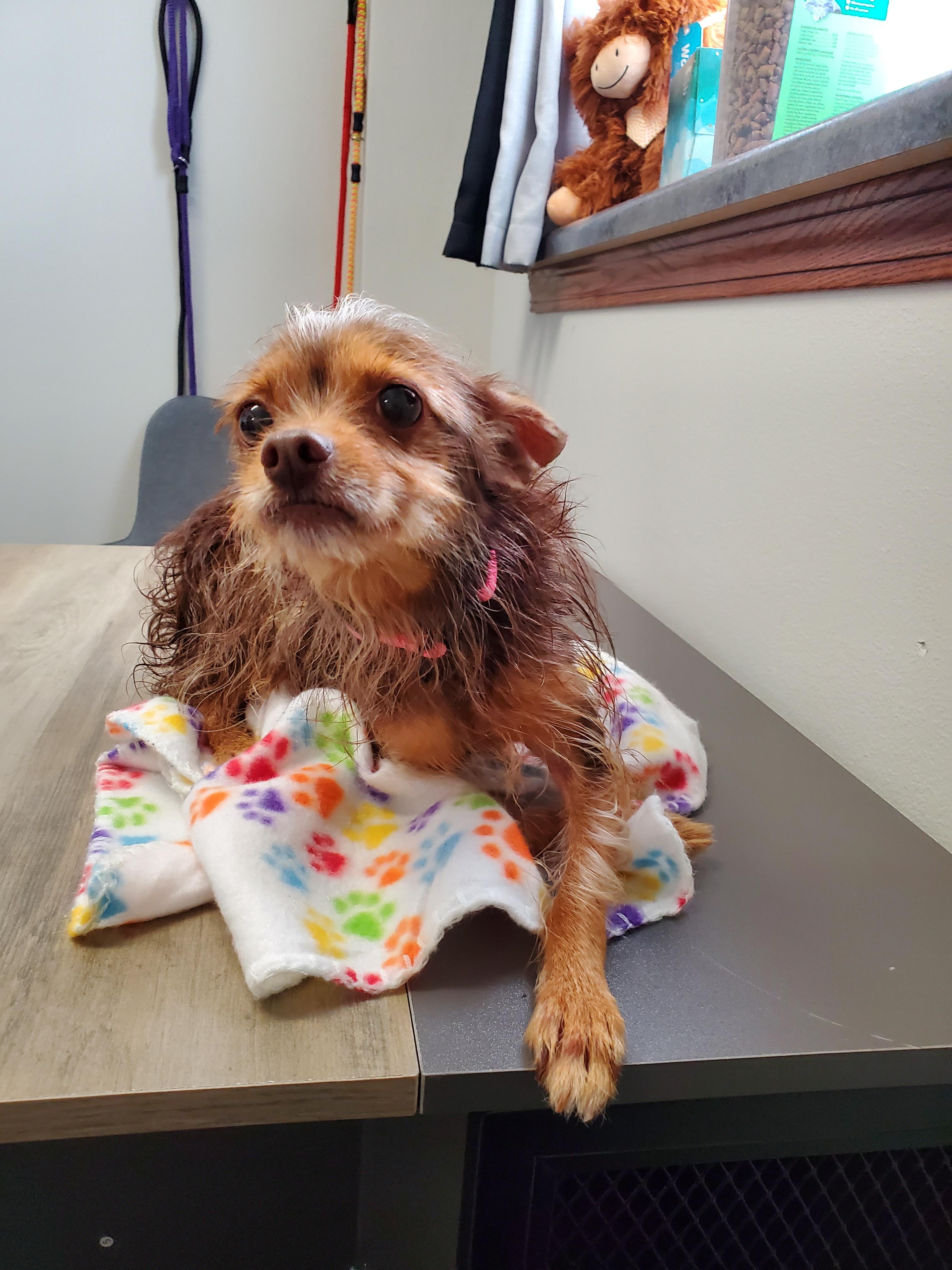 Enlarge Chi-chi, a Adopted Chihuahua in Atlantic, IA image 1/4