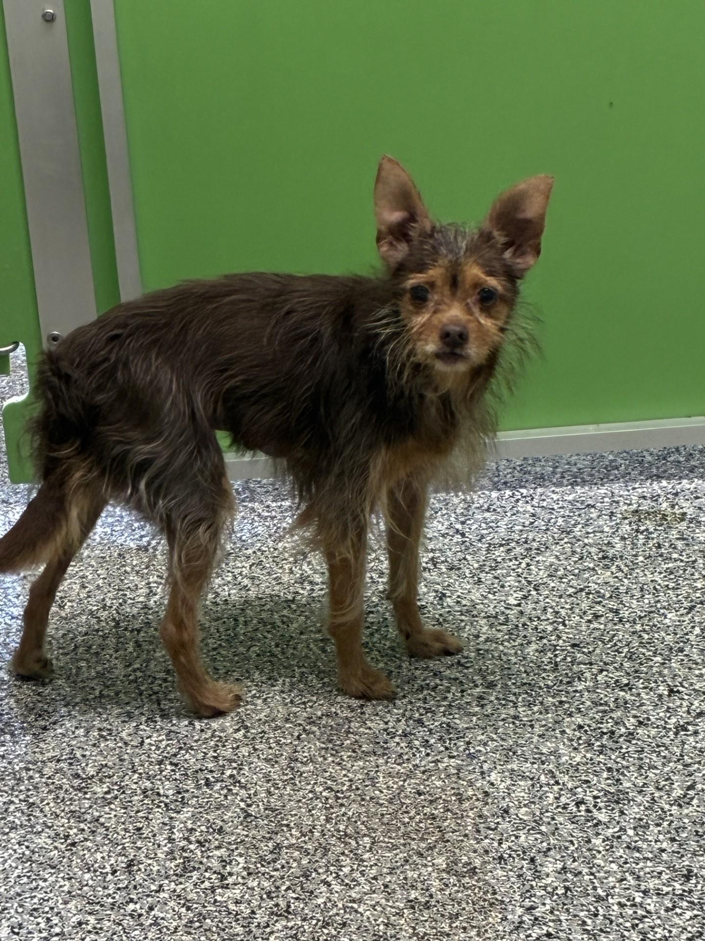 Chi-chi, Adoptable, Adult Female Chihuahua.