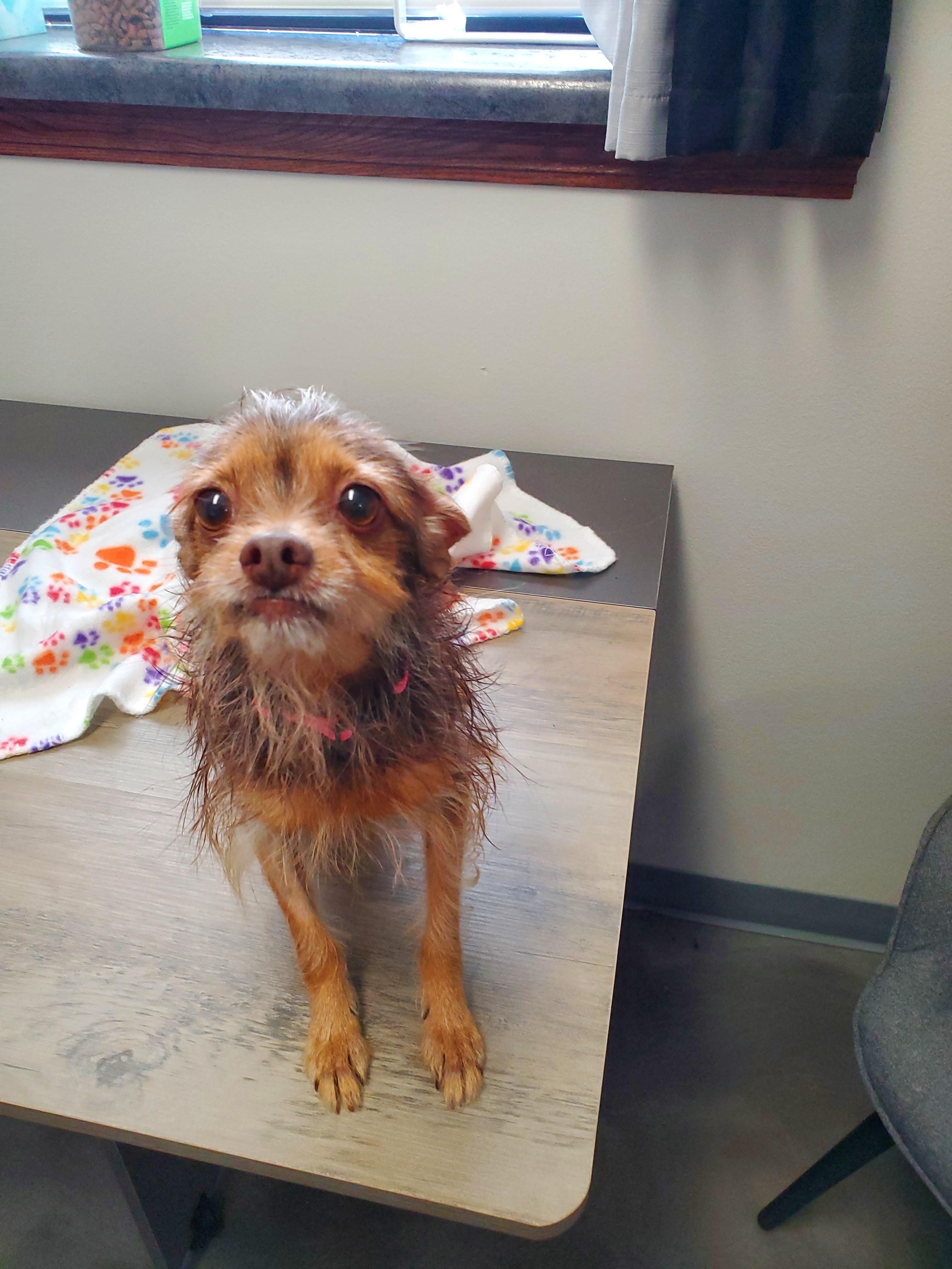 Enlarge Chi-chi, a Adopted Chihuahua in Atlantic, IA image 4/4