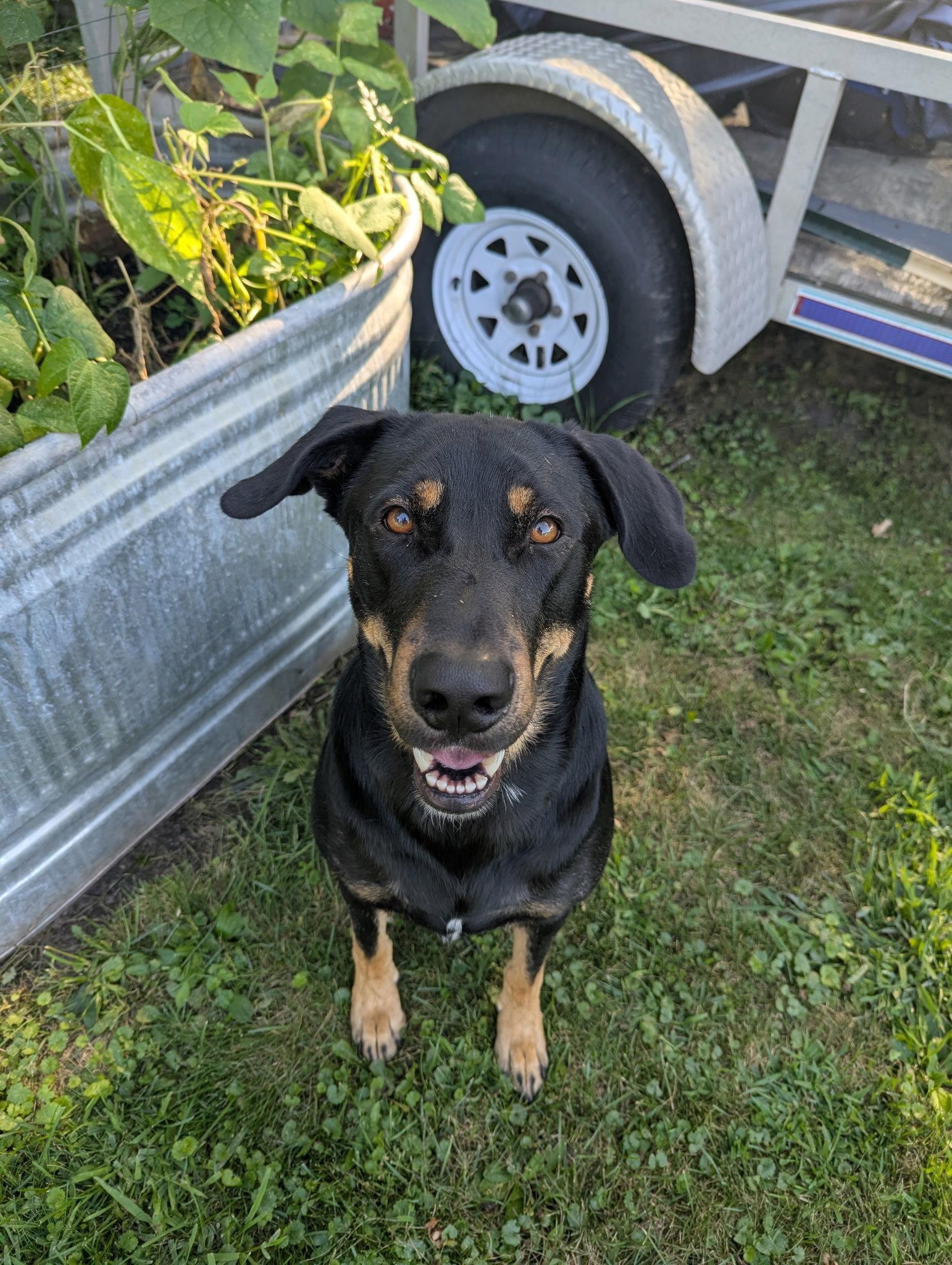 Flanagan, Adoptable, Young Male Doberman Pinscher.
