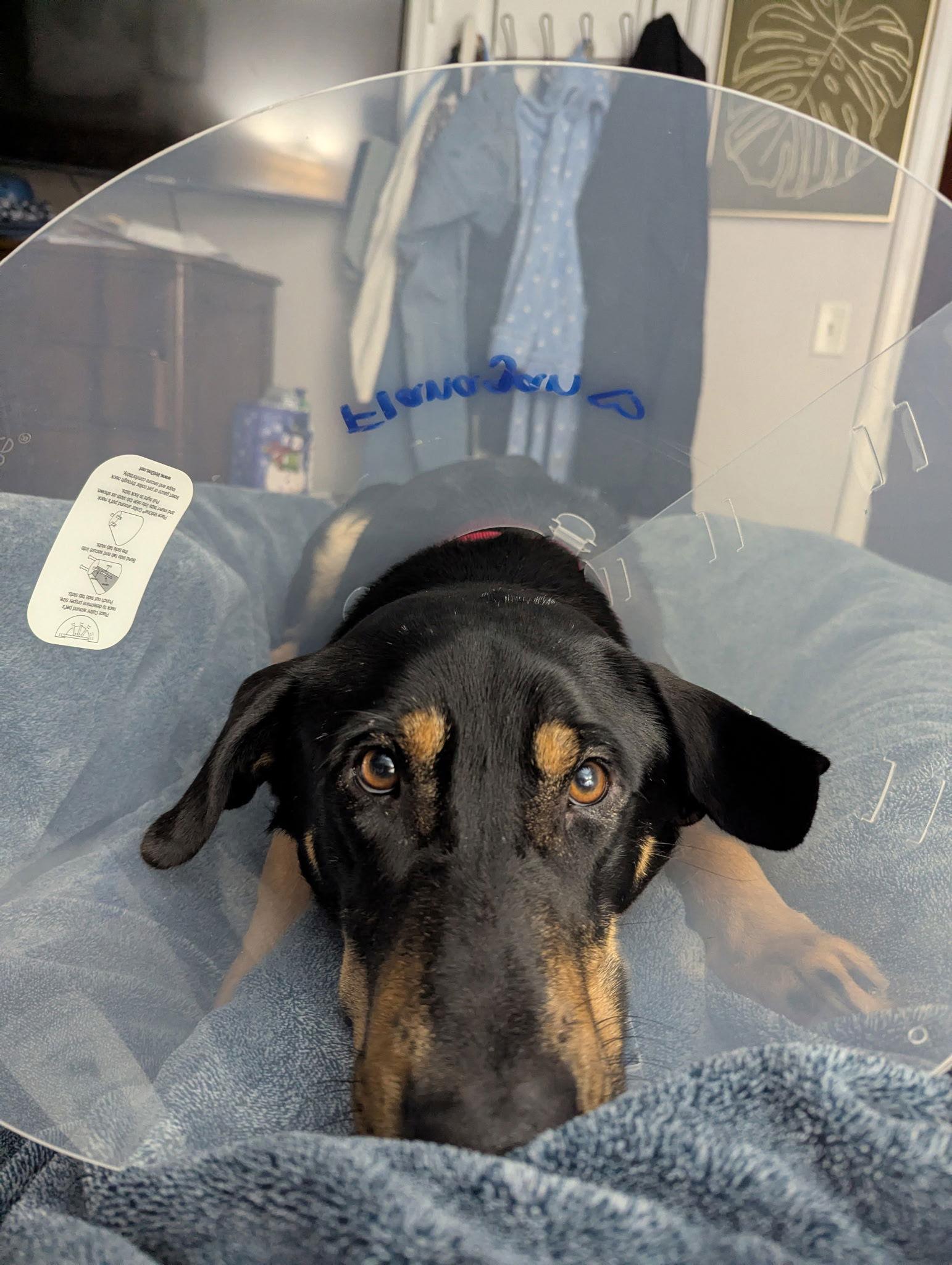 Flanagan, Adoptable, Young Male Doberman Pinscher.