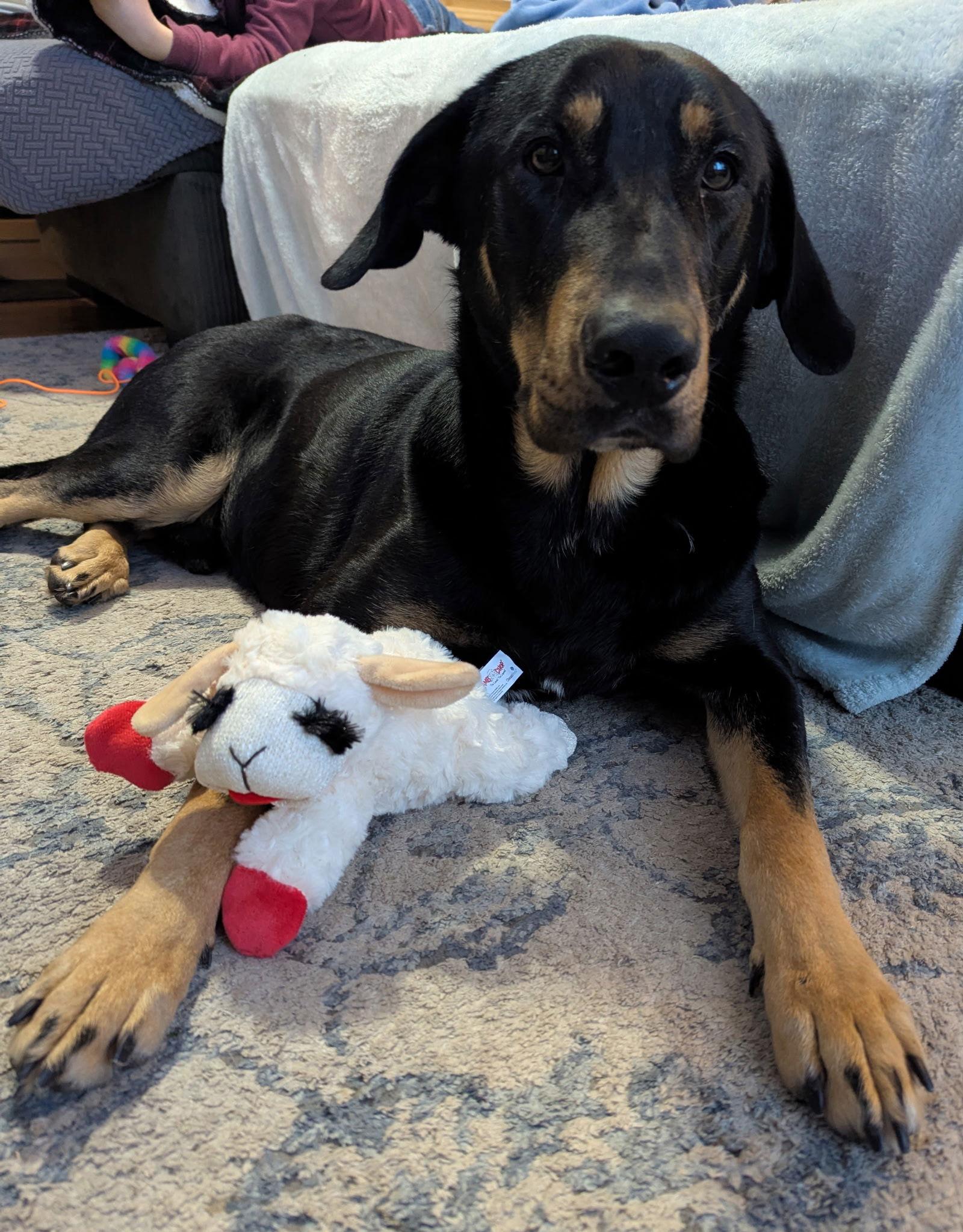 Flanagan, Adoptable, Young Male Doberman Pinscher.