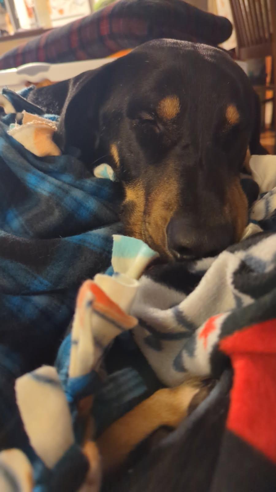 Enlarge Flanagan, a Adoptable Doberman Pinscher in Minneapolis, MN image 2/3