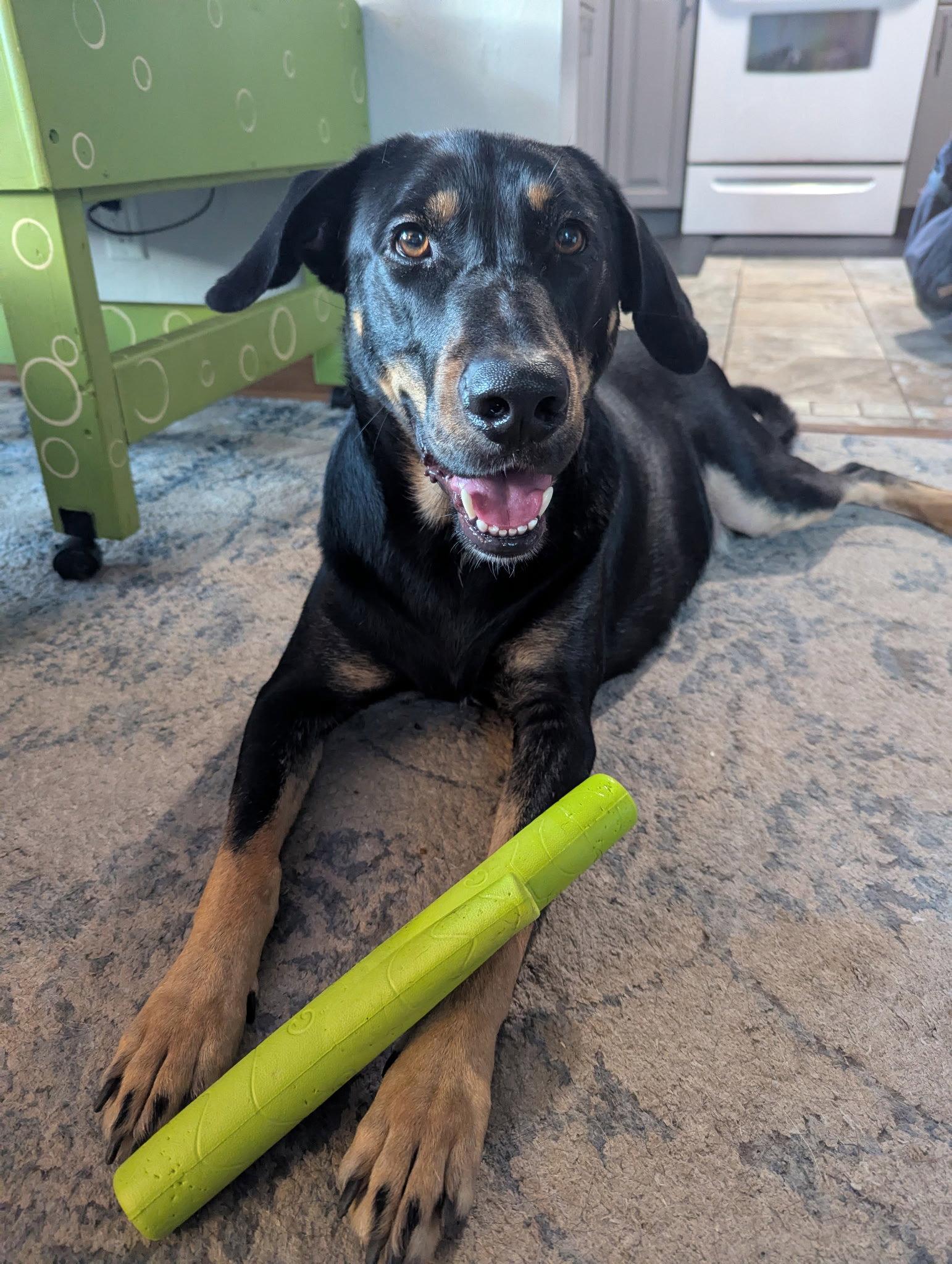 Enlarge Flanagan, a Adoptable Doberman Pinscher in Minneapolis, MN image 2/3