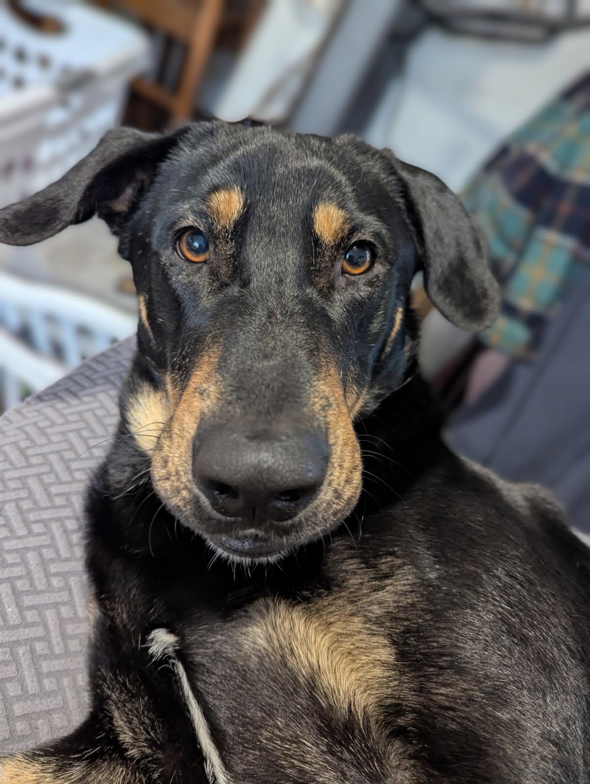 Enlarge Flanagan, a Adoptable Doberman Pinscher in Minneapolis, MN image 3/3