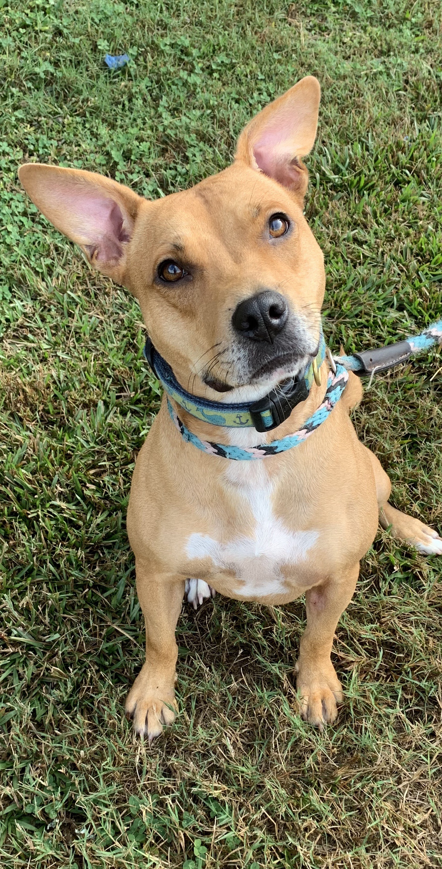 Enlarge Goldie, a Adoptable mixed breed in Gainesville, GA image 1/6