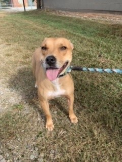 Enlarge Goldie, a Adoptable mixed breed in Gainesville, GA image 2/6