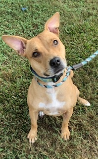 Enlarge Goldie, a Adoptable mixed breed in Gainesville, GA image 3/6