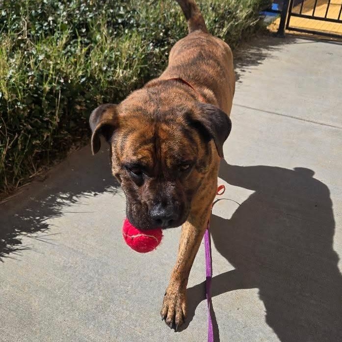 Enlarge Muffins, a Adoptable mixed breed in Whittier, CA image 2/3