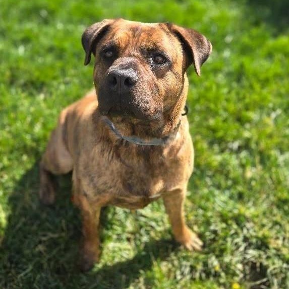 Muffins, Adoptable, Adult Male American Staffordshire Terrier.