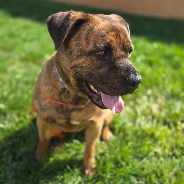 Enlarge Muffins, a Adoptable mixed breed in Whittier, CA image 3/3