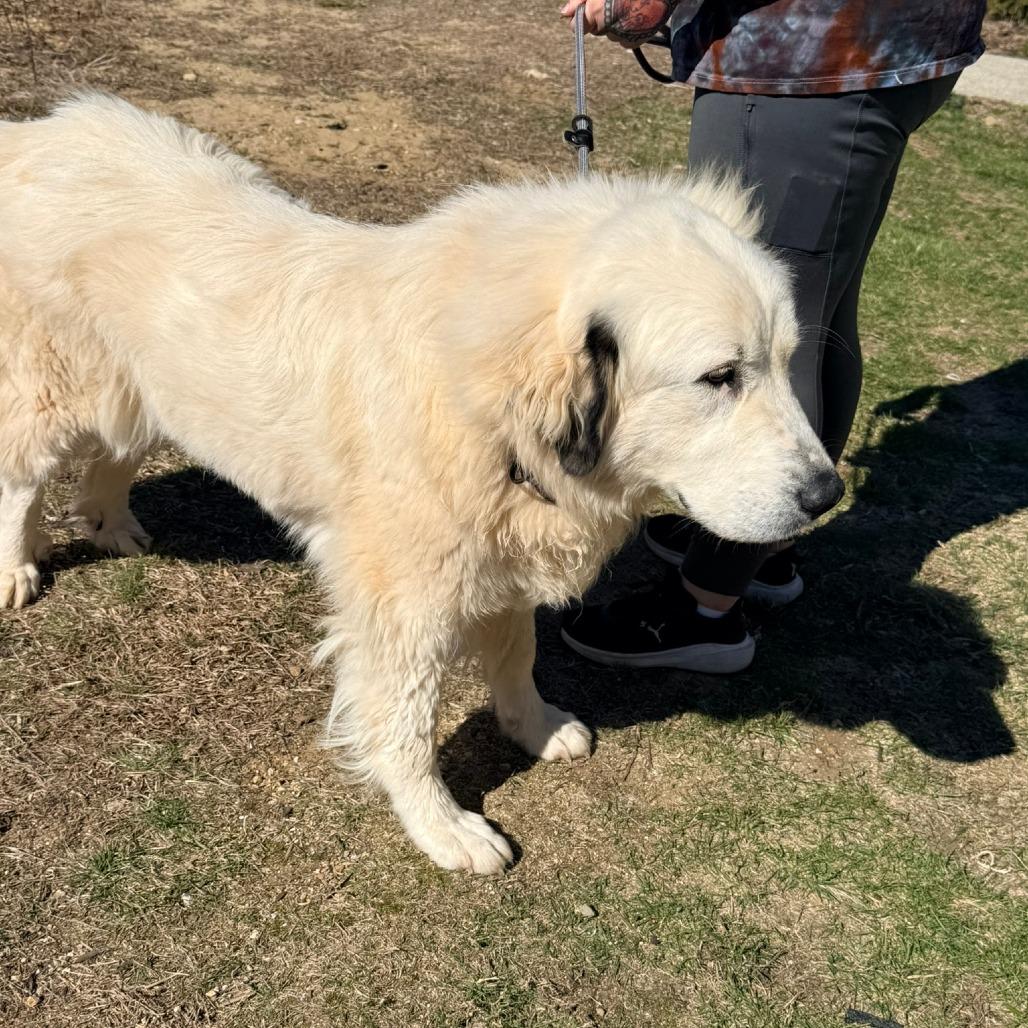 CT Athena the pyr, Adoptable, Adult Female Great Pyrenees.