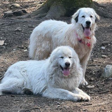 CT Athena the pyr, a Adoptable Great Pyrenees in Stormville, NY image 2/3