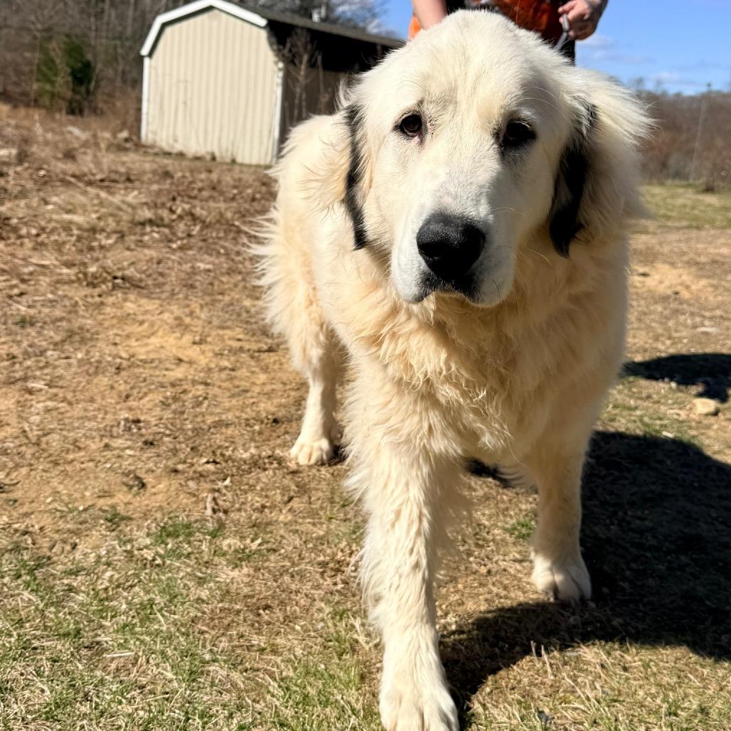 CT Athena the pyr, a Adoptable Great Pyrenees in Stormville, NY image 3/3