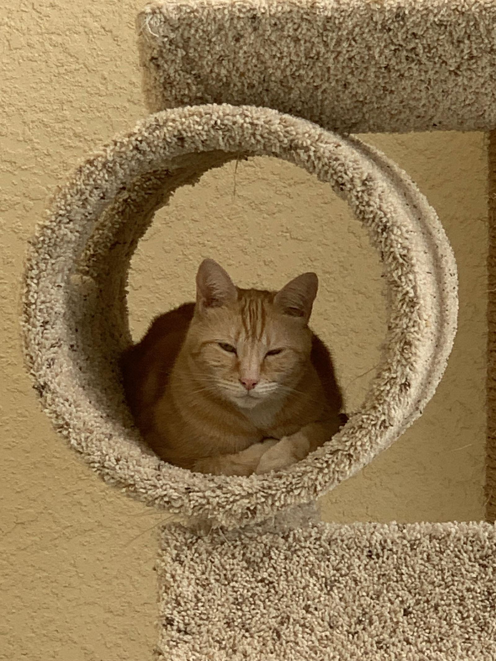 Bella, Adopted, Senior Female Domestic Short Hair.