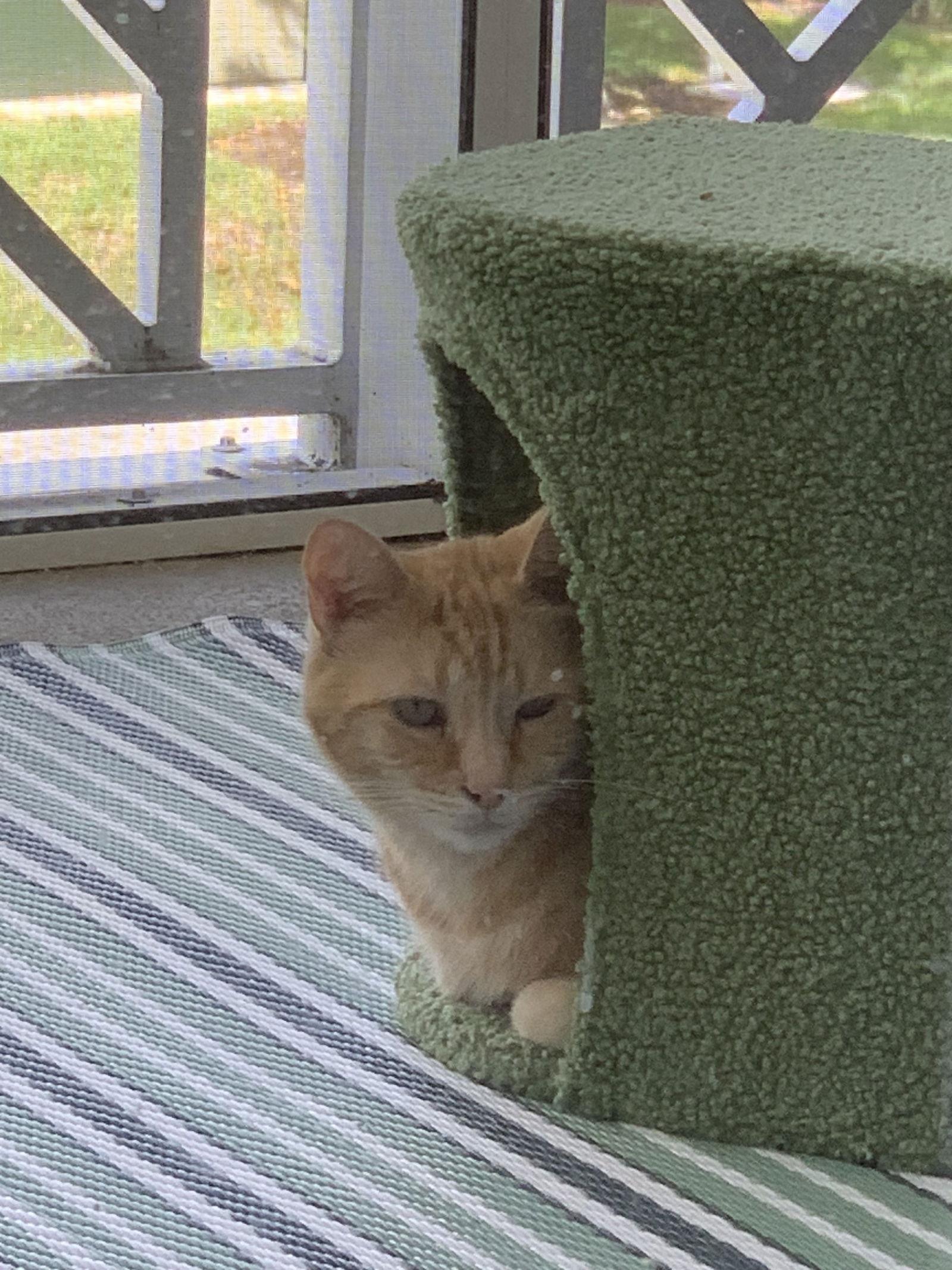 Enlarge Bella, a Adopted Domestic Short Hair in Naples, FL image 2/3