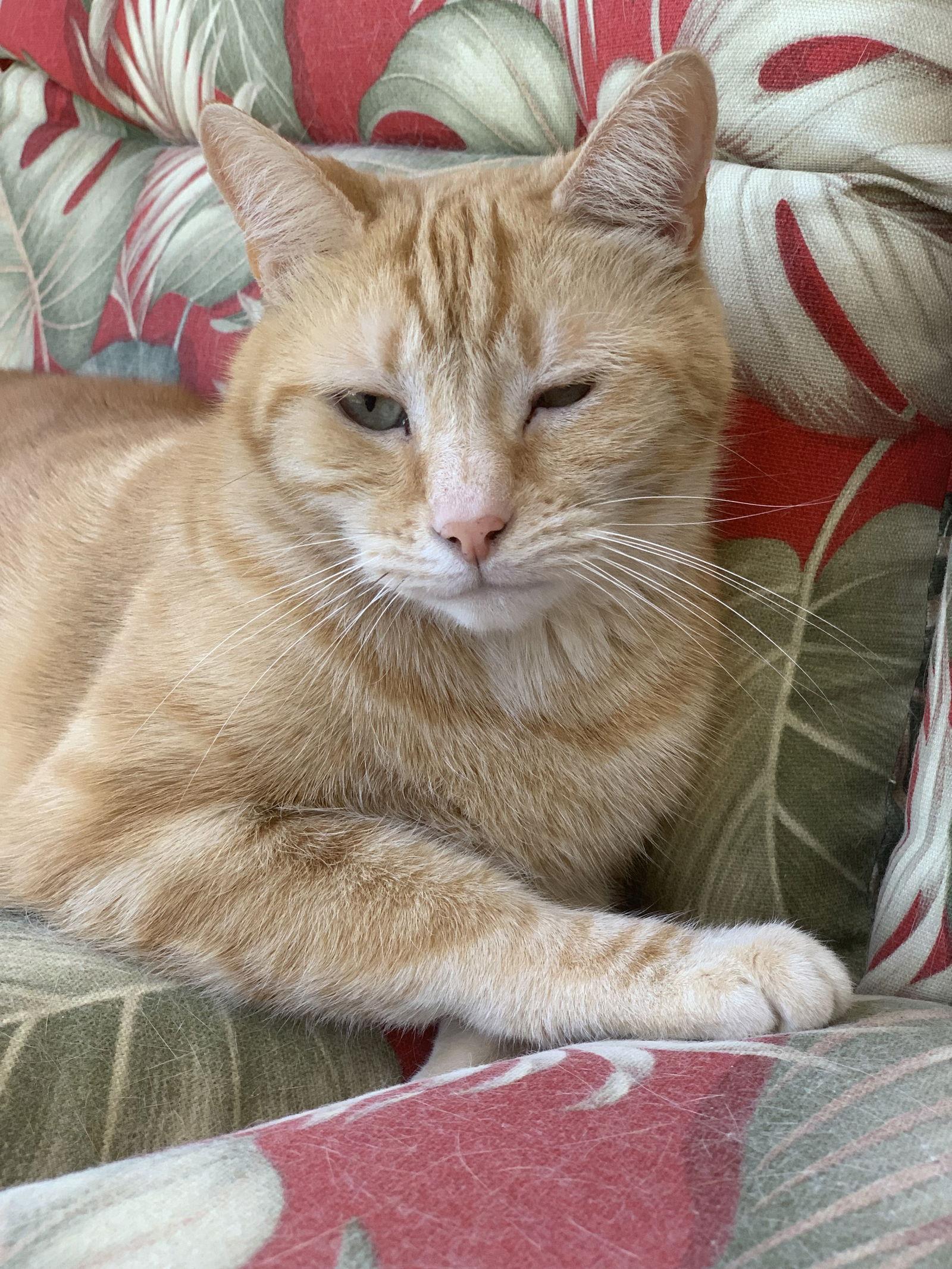 Enlarge Bella, a Adopted Domestic Short Hair in Naples, FL image 3/3