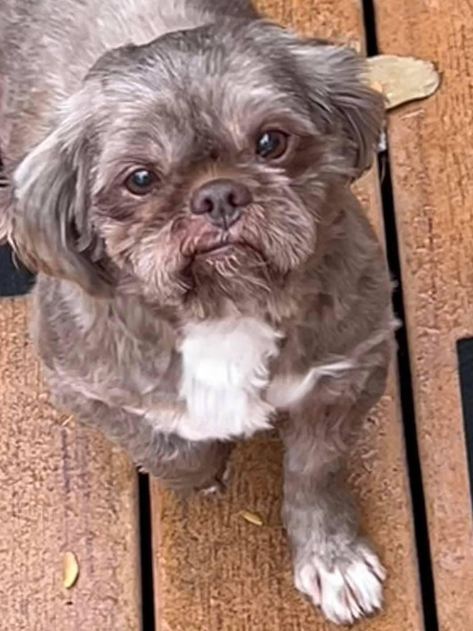 Cocoa, ADOPTABLE, Adult Male Shih Tzu.