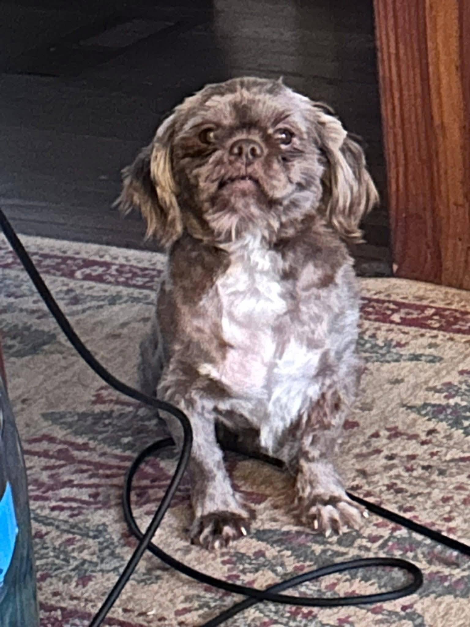 Cocoa, a ADOPTABLE Shih Tzu in Union Grove, WI image 2/4