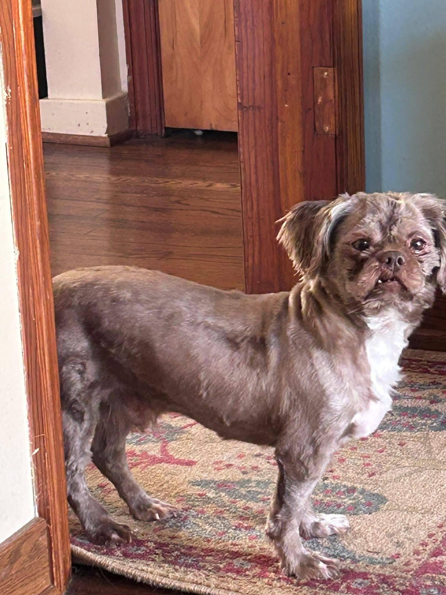 Cocoa, a ADOPTABLE Shih Tzu in Union Grove, WI image 3/4