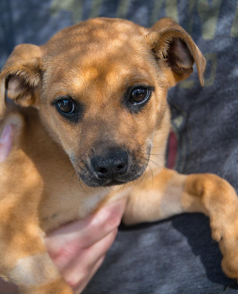 Enlarge Sprout, a Adoptable Terrier in Marietta, GA image 1/6