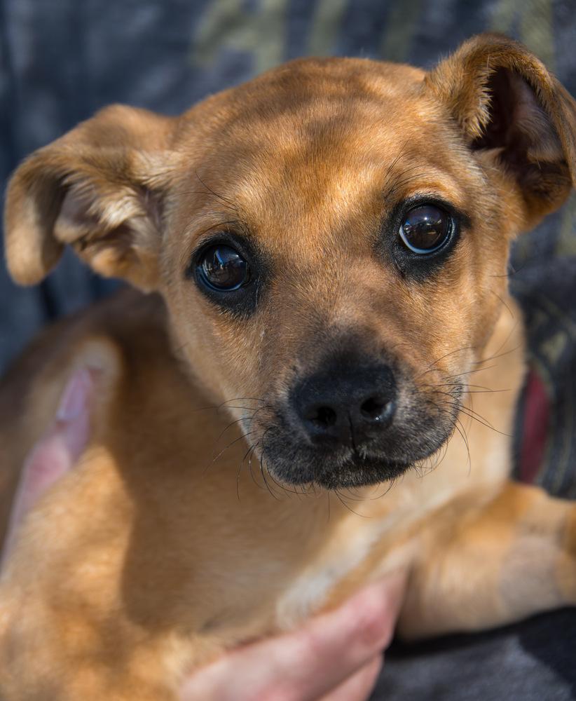 Enlarge Sprout, a Adoptable Terrier in Marietta, GA image 2/6