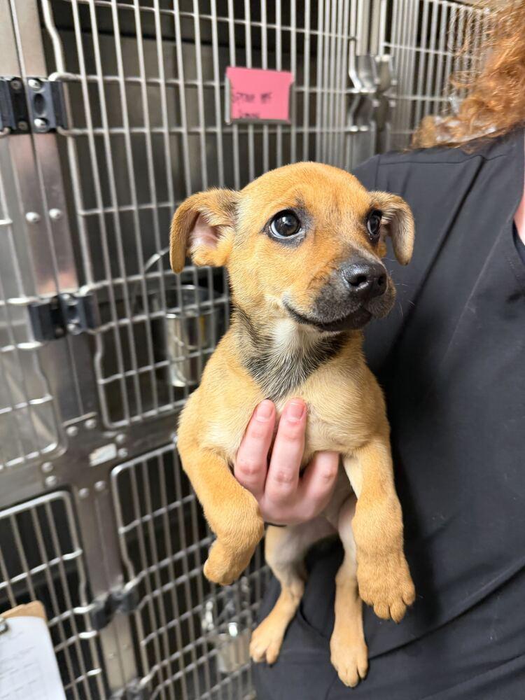 Enlarge Sprout, a Adoptable Terrier in Marietta, GA image 4/6