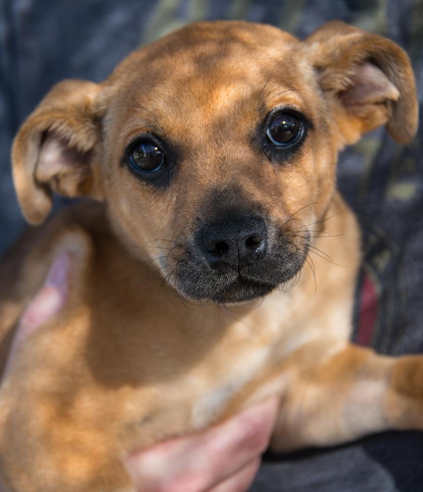 Enlarge Sprout, a Adoptable Terrier in Marietta, GA image 5/6