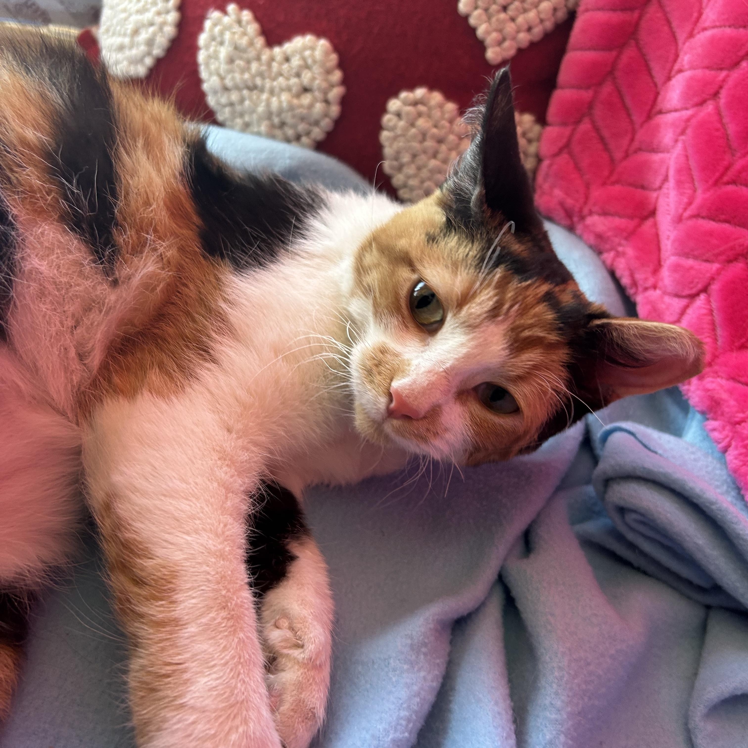 Enlarge Fawn, a Adoptable Calico in Madison Heights, MI image 2/3