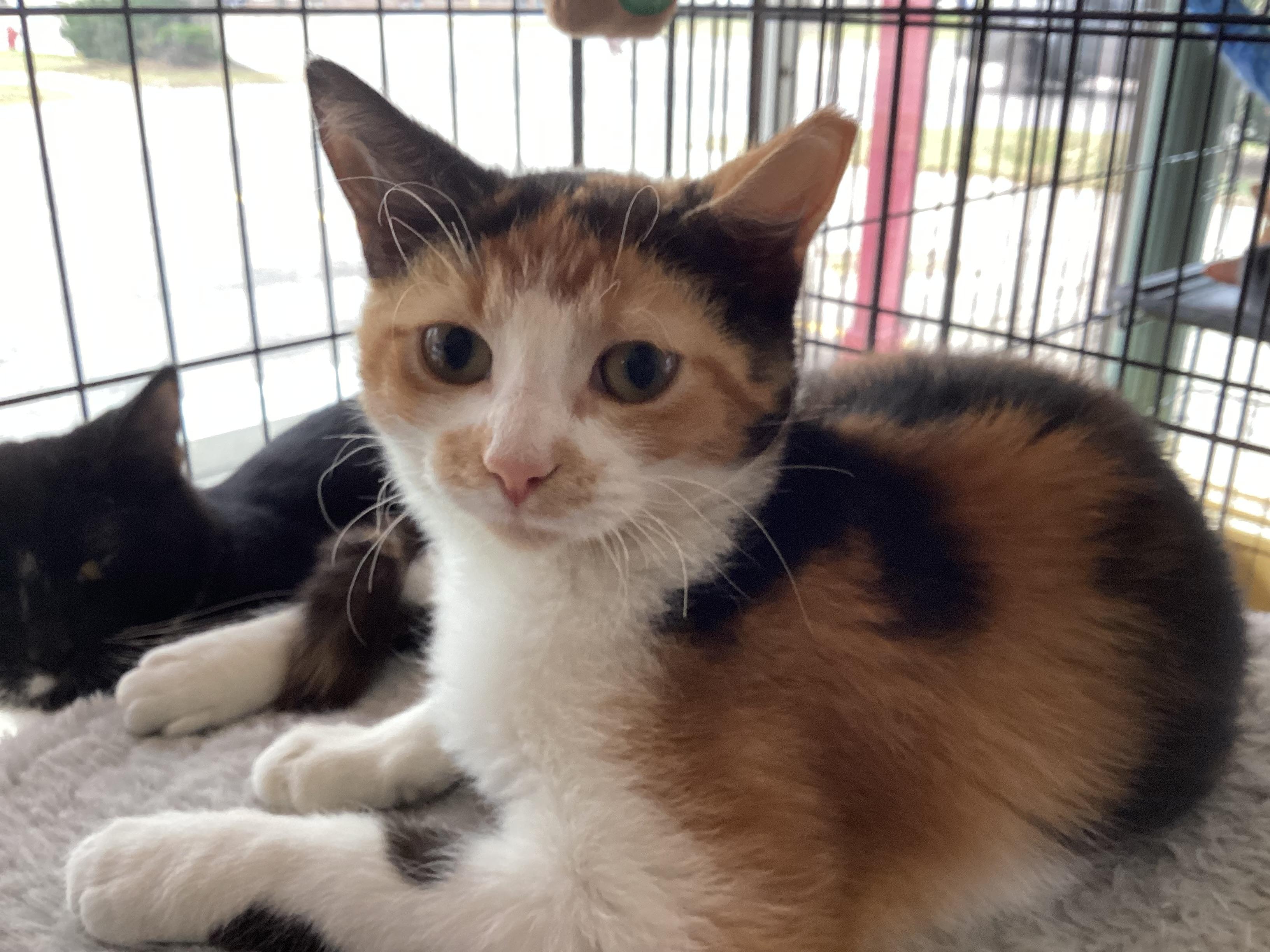 Fawn, Adoptable, Young Female Tortoiseshell.