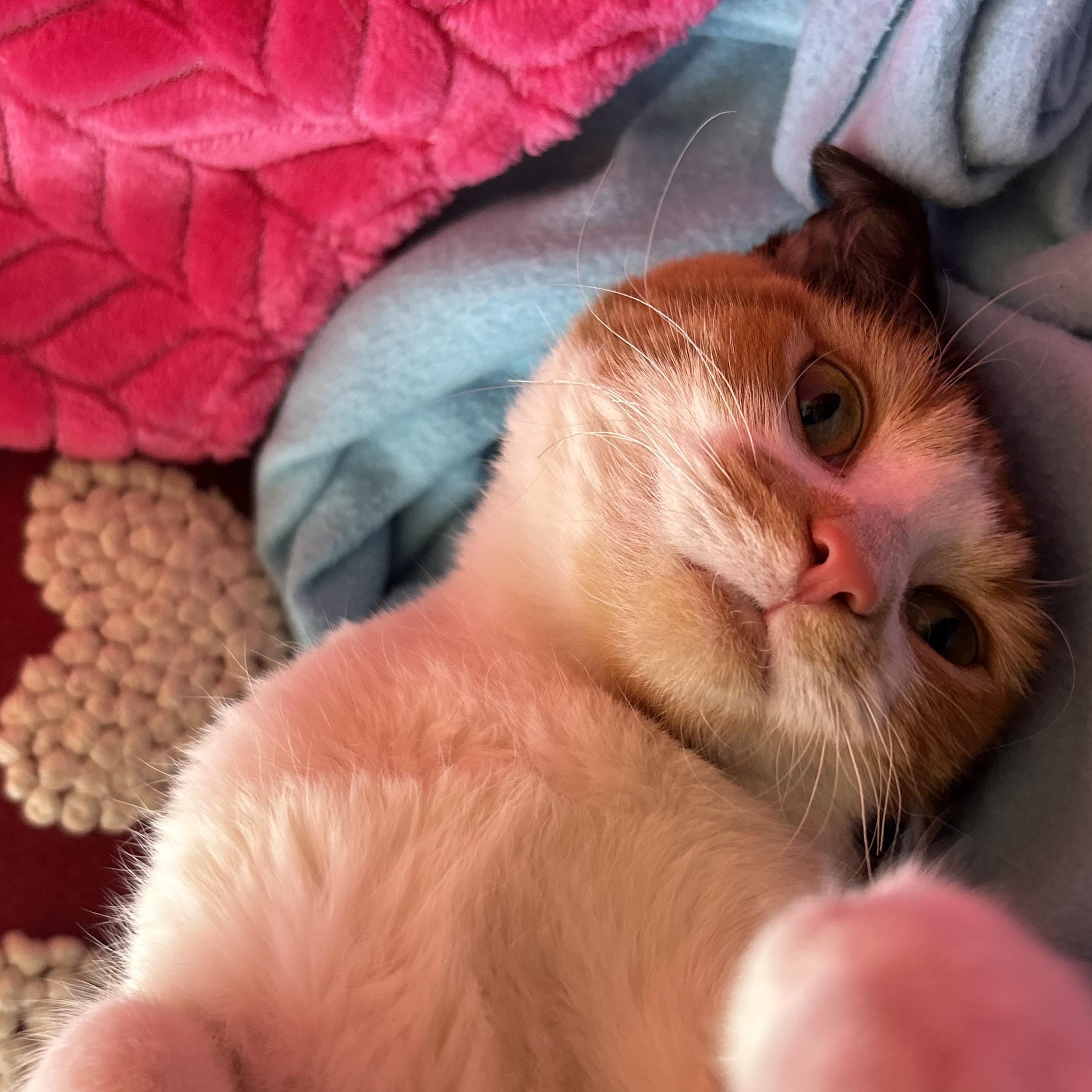 Fawn, Adoptable, Young Female Calico.