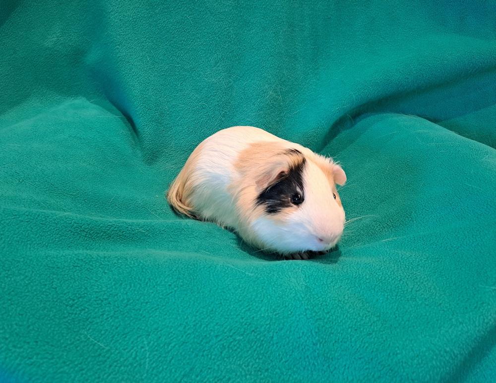 Billy Ray and Cyrus, Adoptable, Young Male Guinea Pig & Guinea Pig.