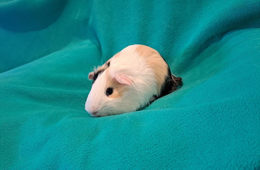 Enlarge Billy Ray and Cyrus, a Adoptable mixed breed in South Bend, IN image 2/5