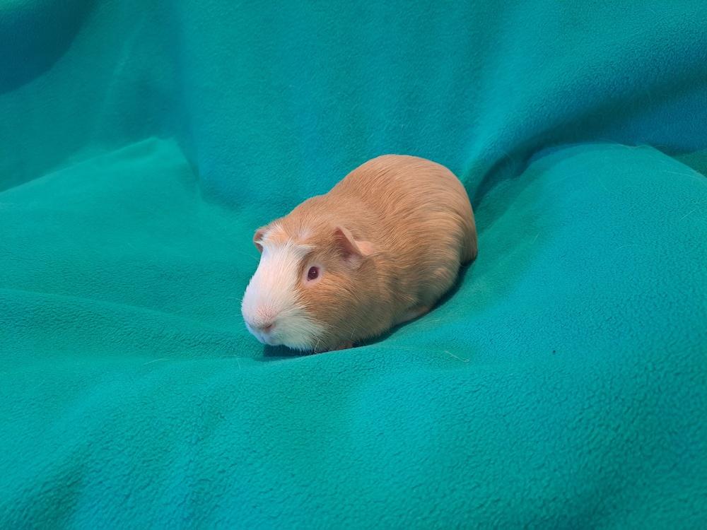 Enlarge Billy Ray and Cyrus, a Adoptable mixed breed in South Bend, IN image 3/5