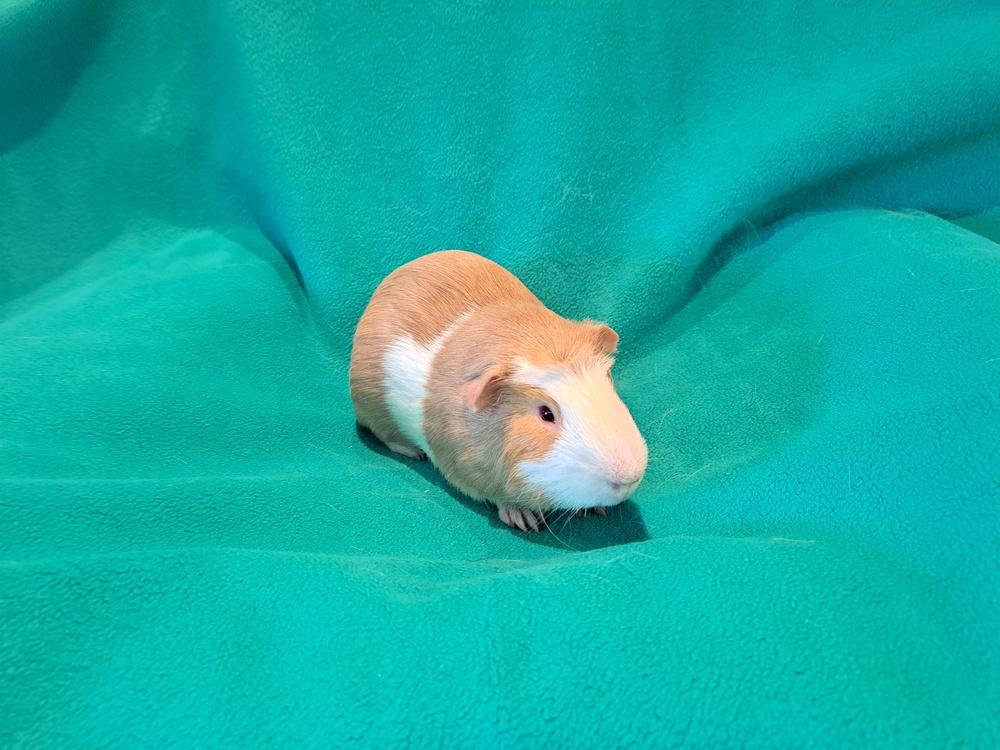 Enlarge Billy Ray and Cyrus, a Adoptable mixed breed in South Bend, IN image 4/5