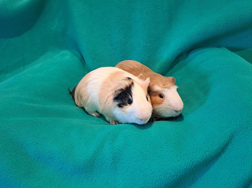 Enlarge Billy Ray and Cyrus, a Adoptable mixed breed in South Bend, IN image 5/5