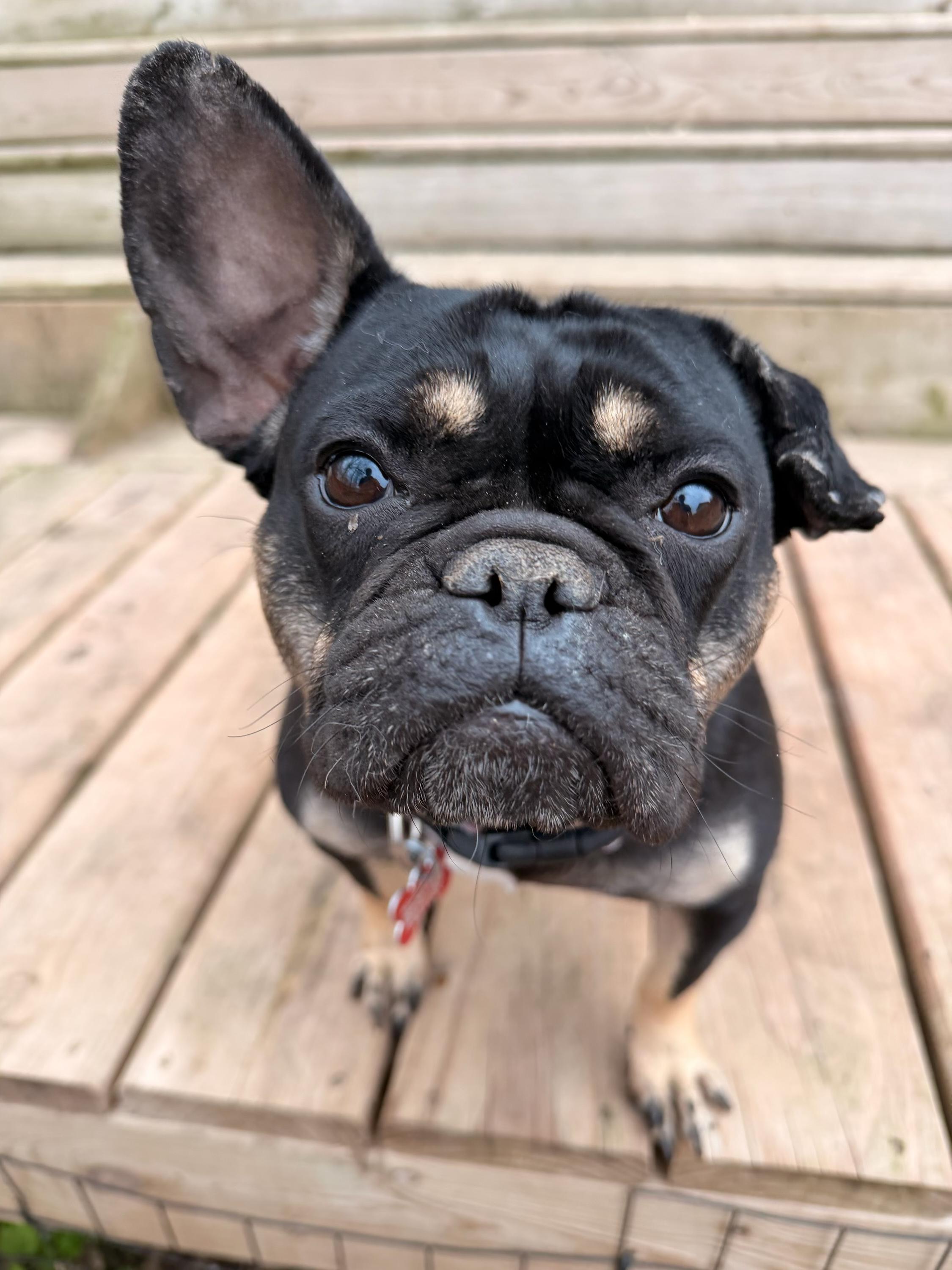 Enlarge Suzy Q, a ADOPTABLE French Bulldog in North Freedom, WI image 1/5