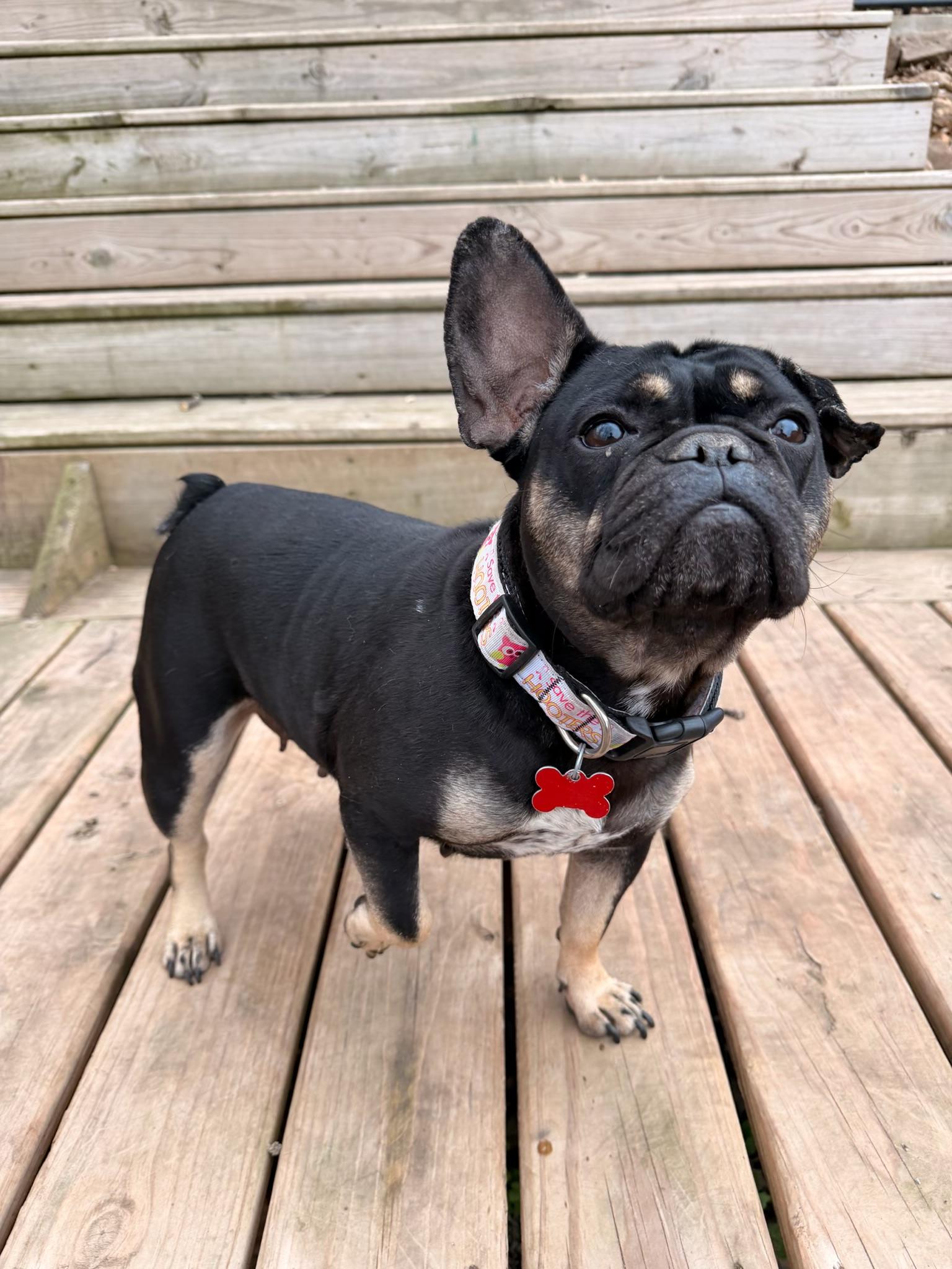 Enlarge Suzy Q, a ADOPTABLE French Bulldog in North Freedom, WI image 2/5
