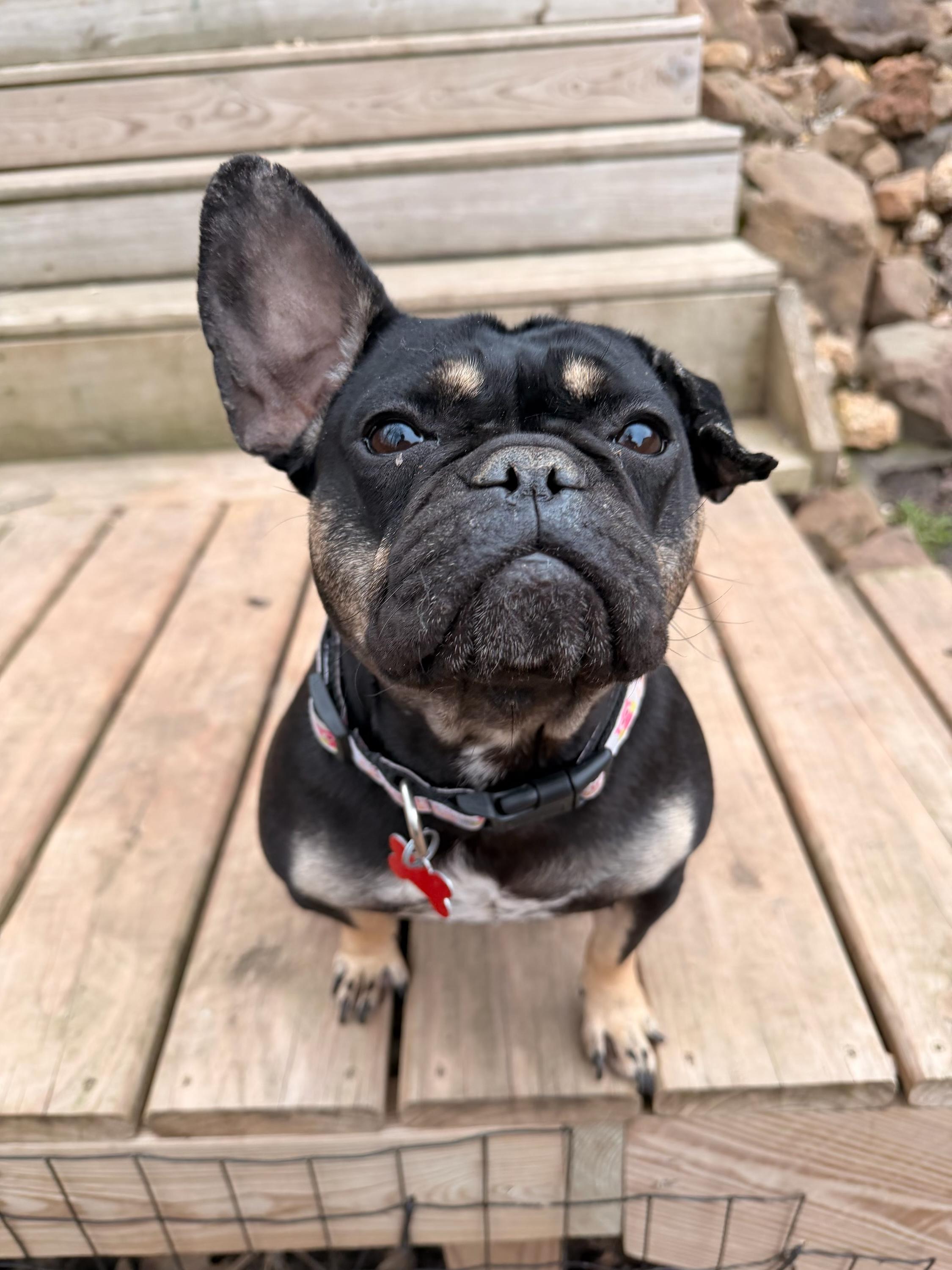 Enlarge Suzy Q, a ADOPTABLE French Bulldog in North Freedom, WI image 3/5