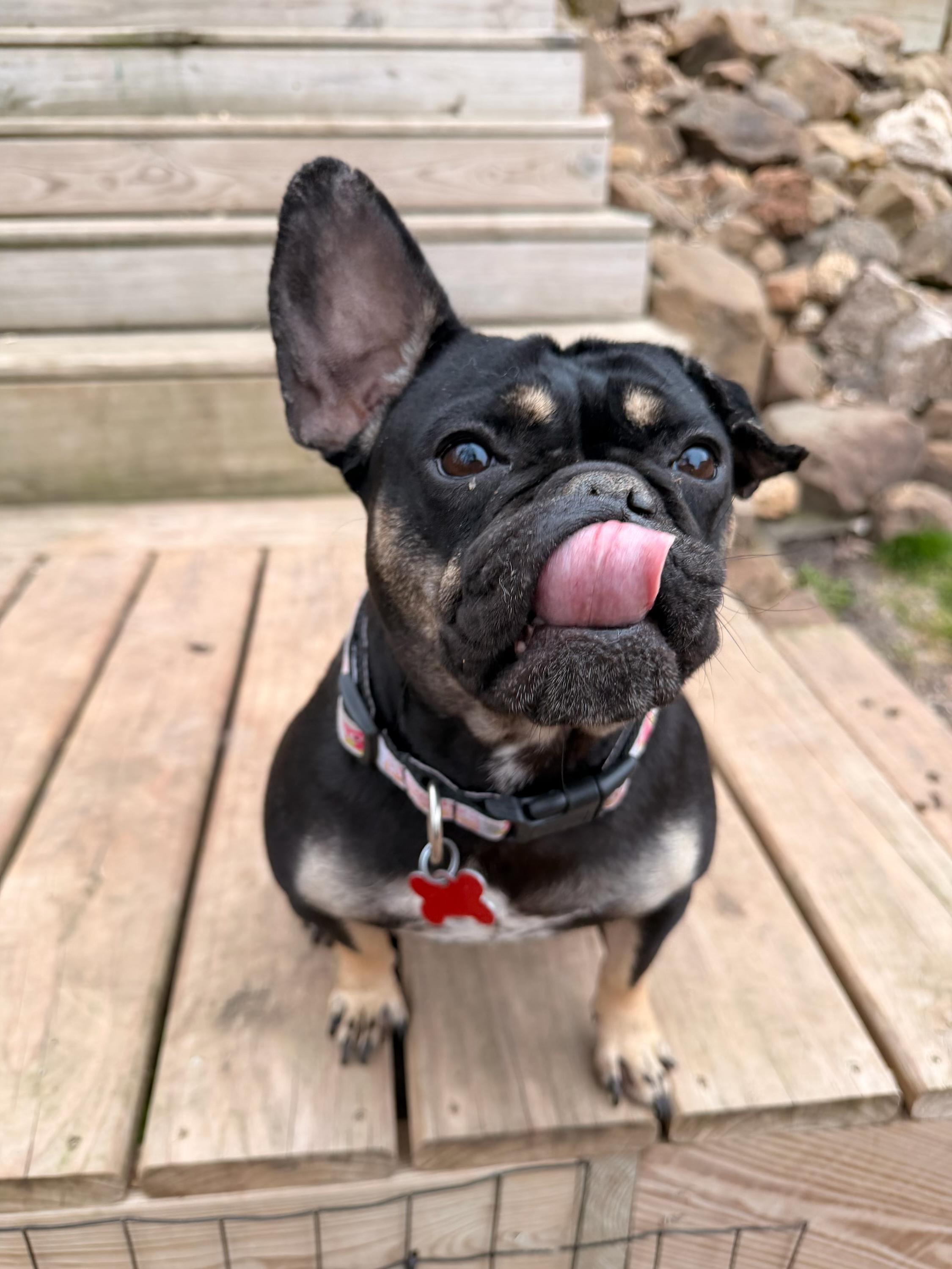 Enlarge Suzy Q, a ADOPTABLE French Bulldog in North Freedom, WI image 4/5