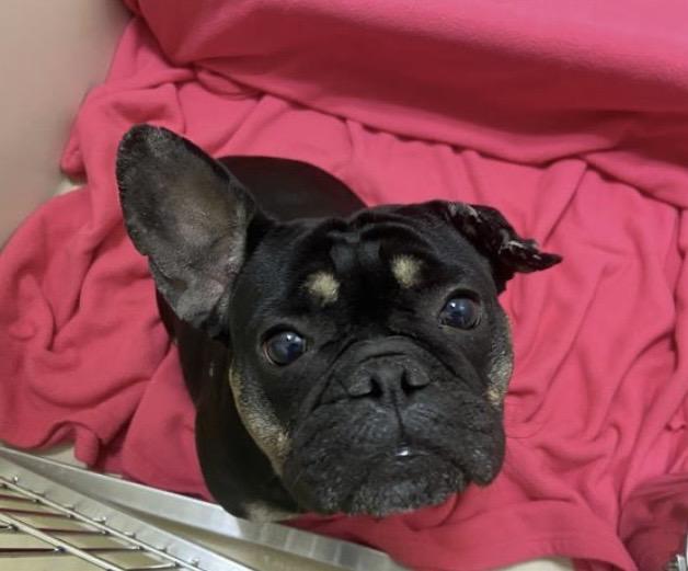 Enlarge Suzy Q, a ADOPTABLE French Bulldog in North Freedom, WI image 5/5