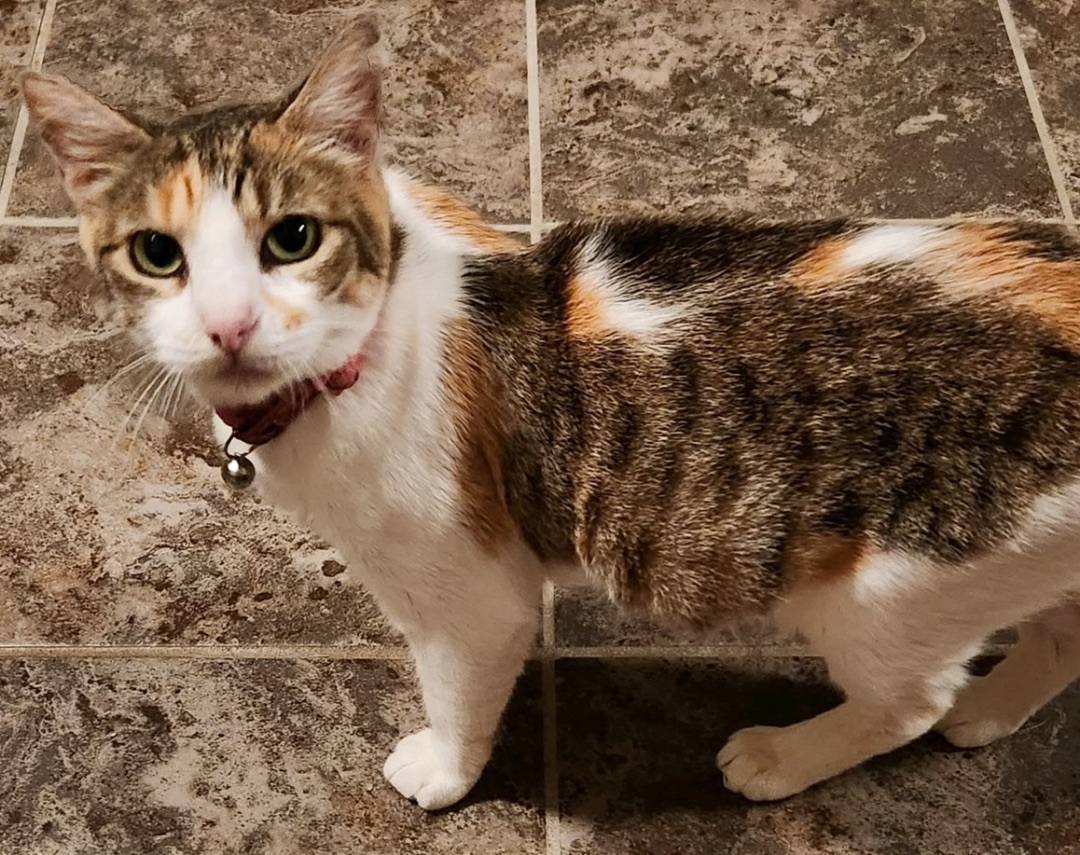 Myrtle, a Adoptable Calico in Mobile, AL image 2/3