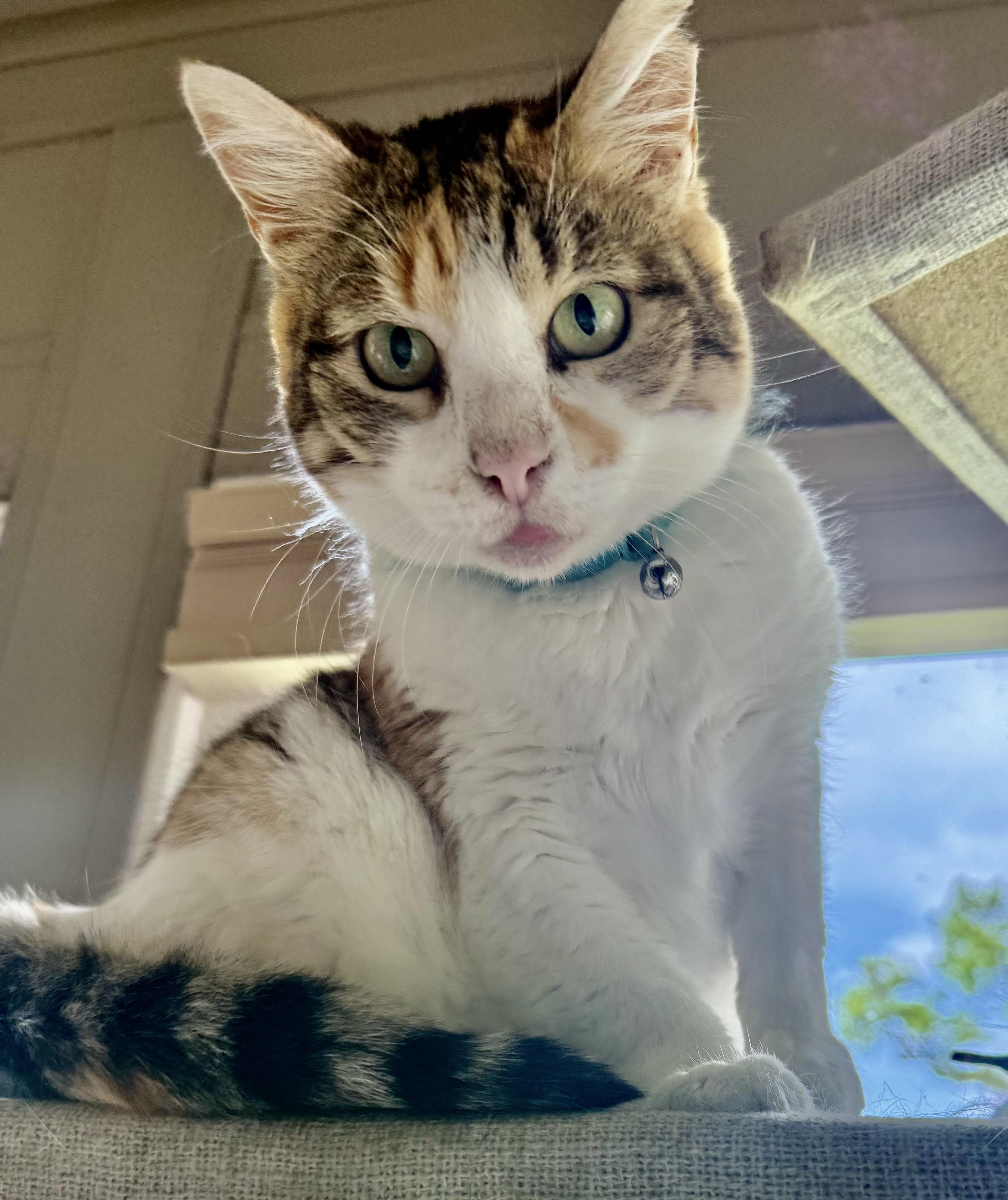 Myrtle, a Adoptable Calico in Mobile, AL image 1/3