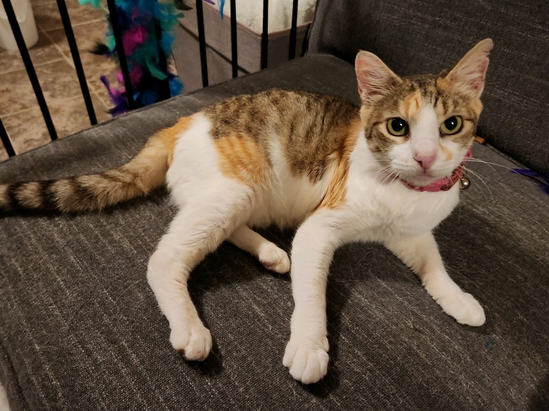 Myrtle, a Adoptable Calico in Mobile, AL image 3/3